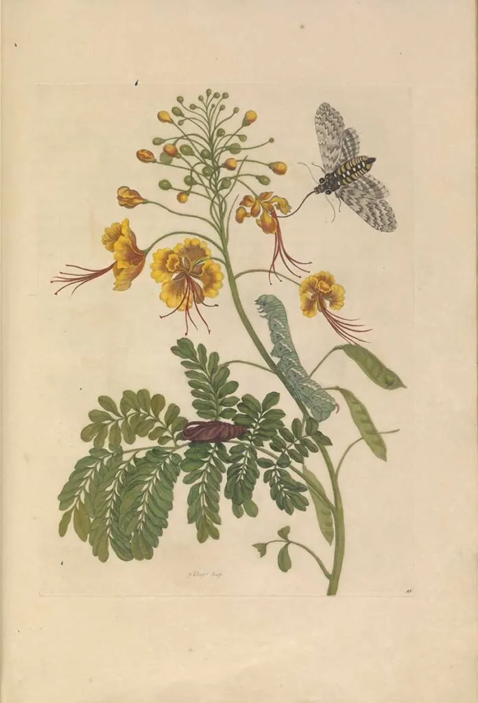 Maria Sibylla Merain Peacock flower and insects