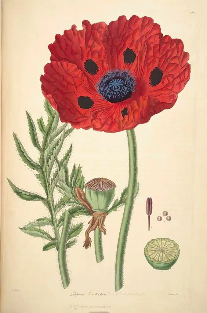 Persian Poppy