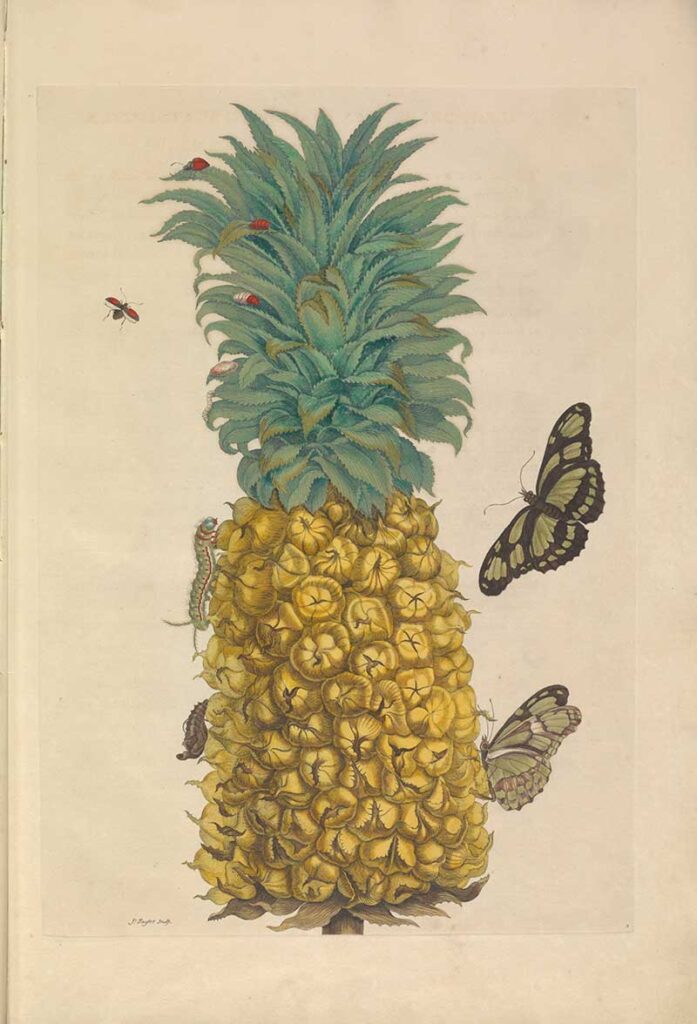 Maria Sibylla Merian Prints Pineapple and Butterfly