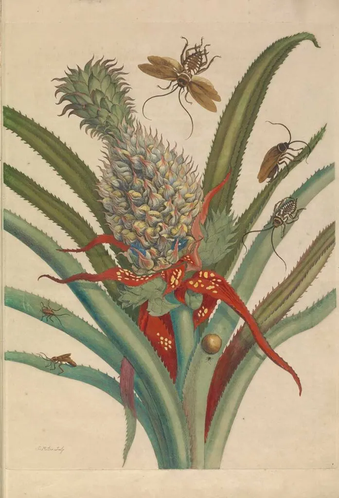 Pineapple and cockroaches Maria Merian