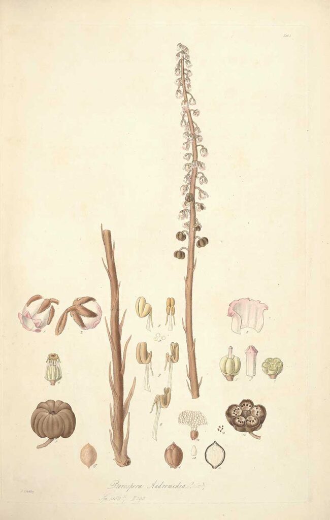 Pinedrops Botanical Illustrations