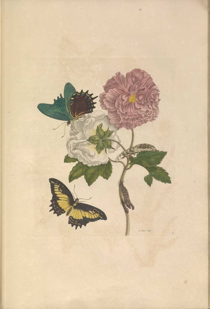Rose tree butterflies Maria Sibylla Merian Prints