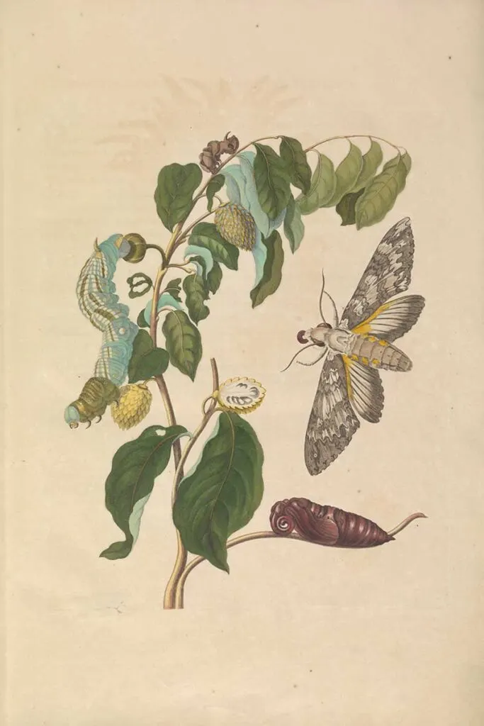 Soursop and moth
