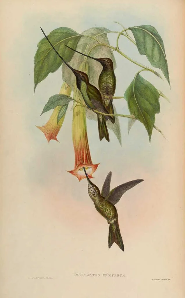 Sword-bill hummingbirds