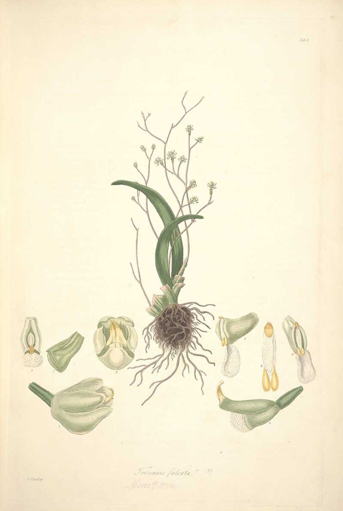 Trizeuxis Falcata Orchid