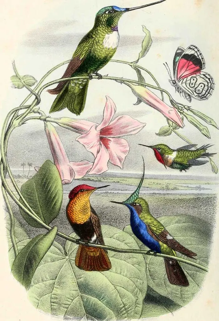 Hummingbirds painting 1868