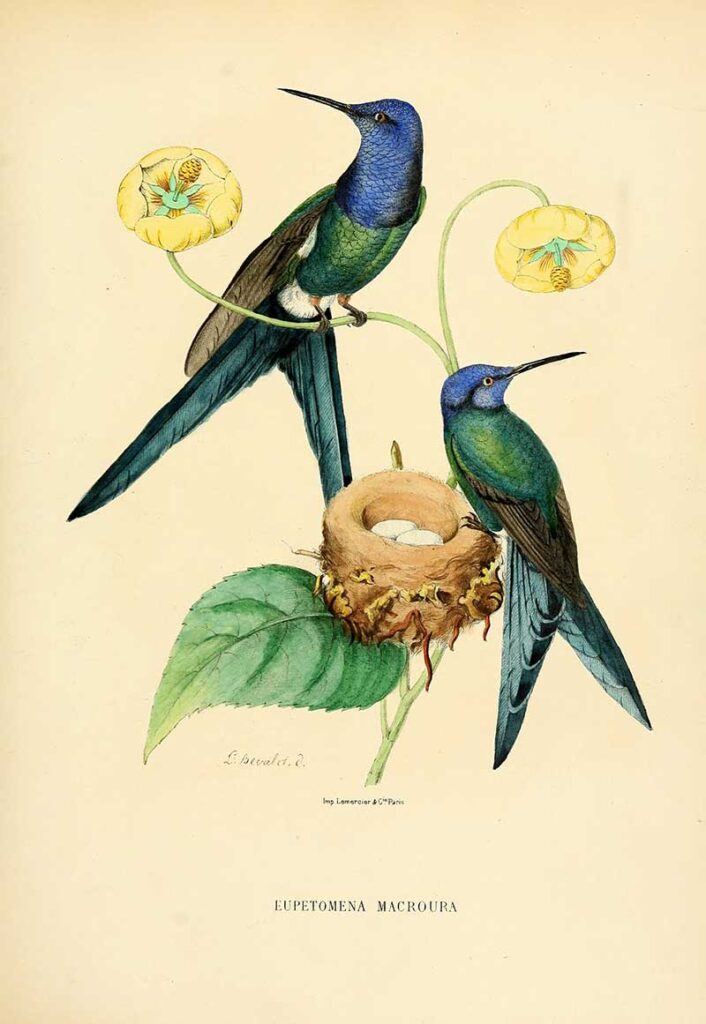 Swallowed-tail humingbird illustrations