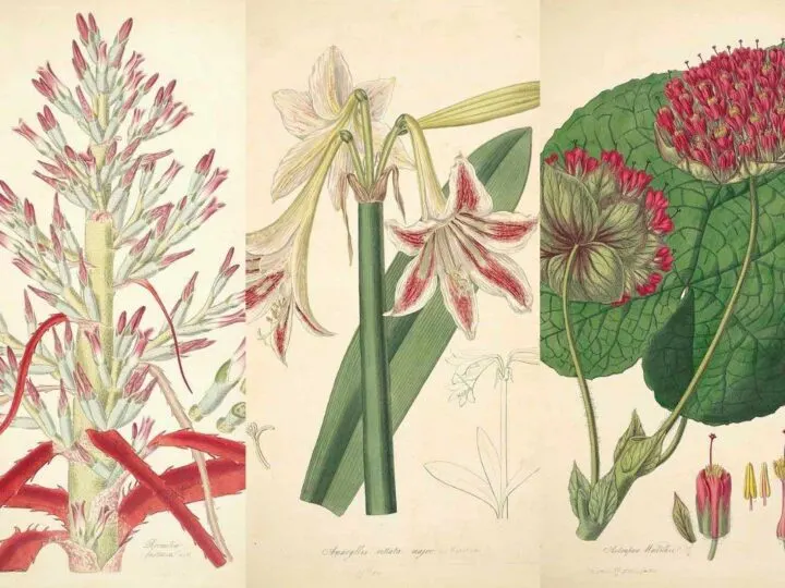 Tropical botanical prints