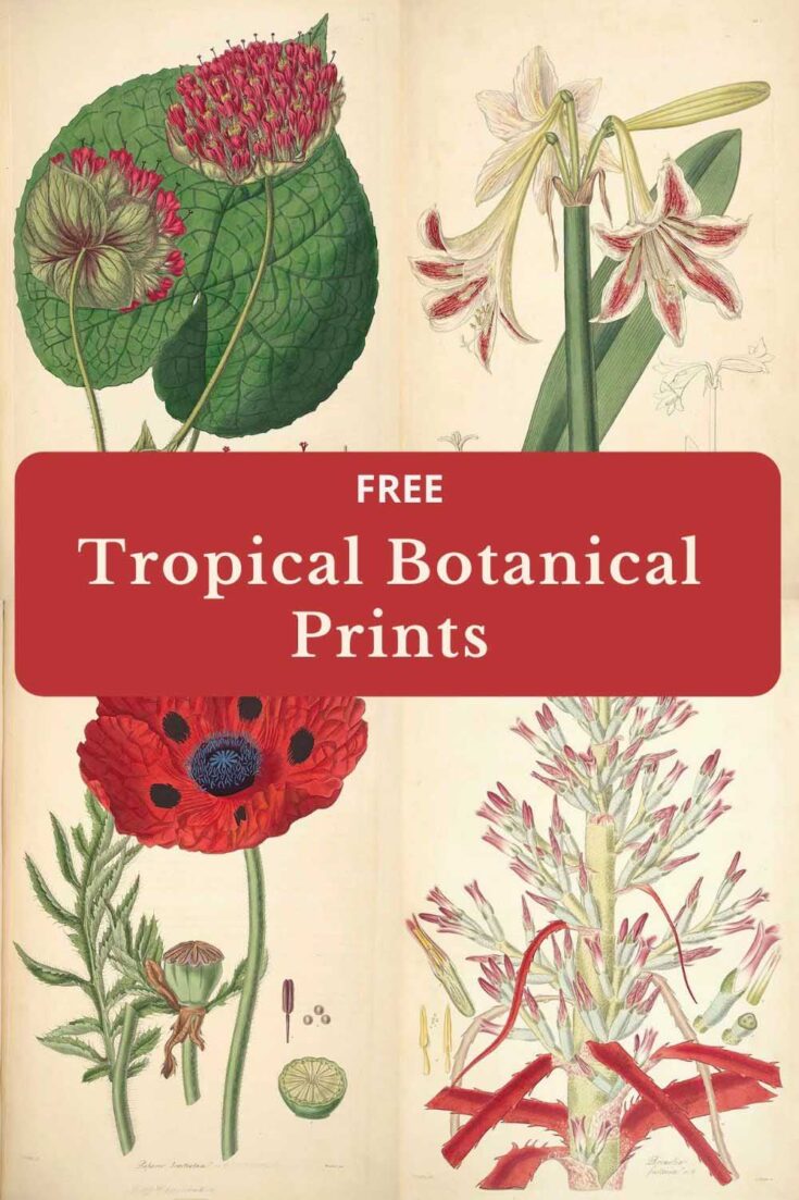 Vintage tropical botanical illustrations