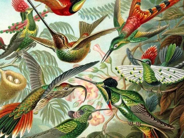 Vintage hummingbird prints