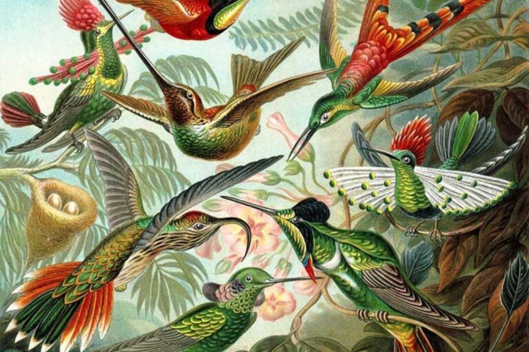 Vintage hummingbird prints