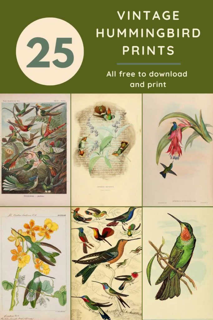 Vintage humming bird prints