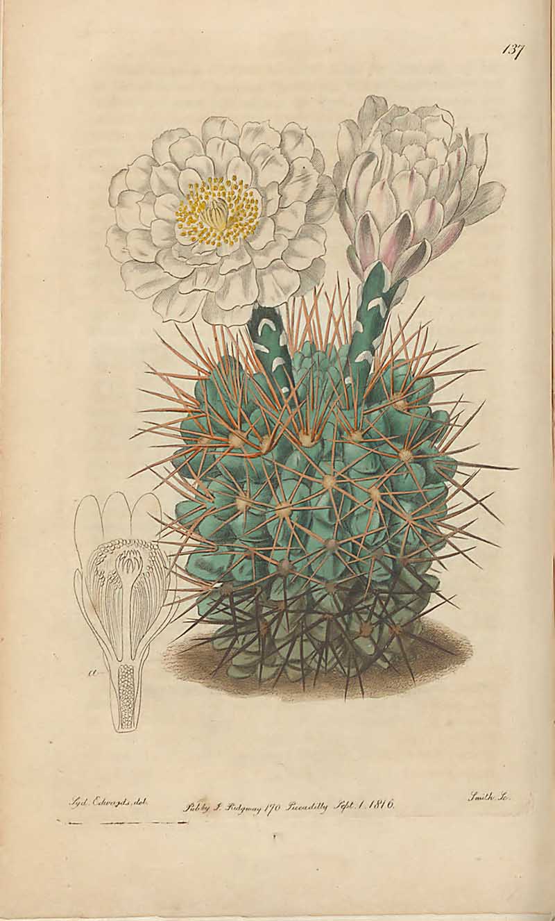 Black Chin Cactus Edwards Botanical Register