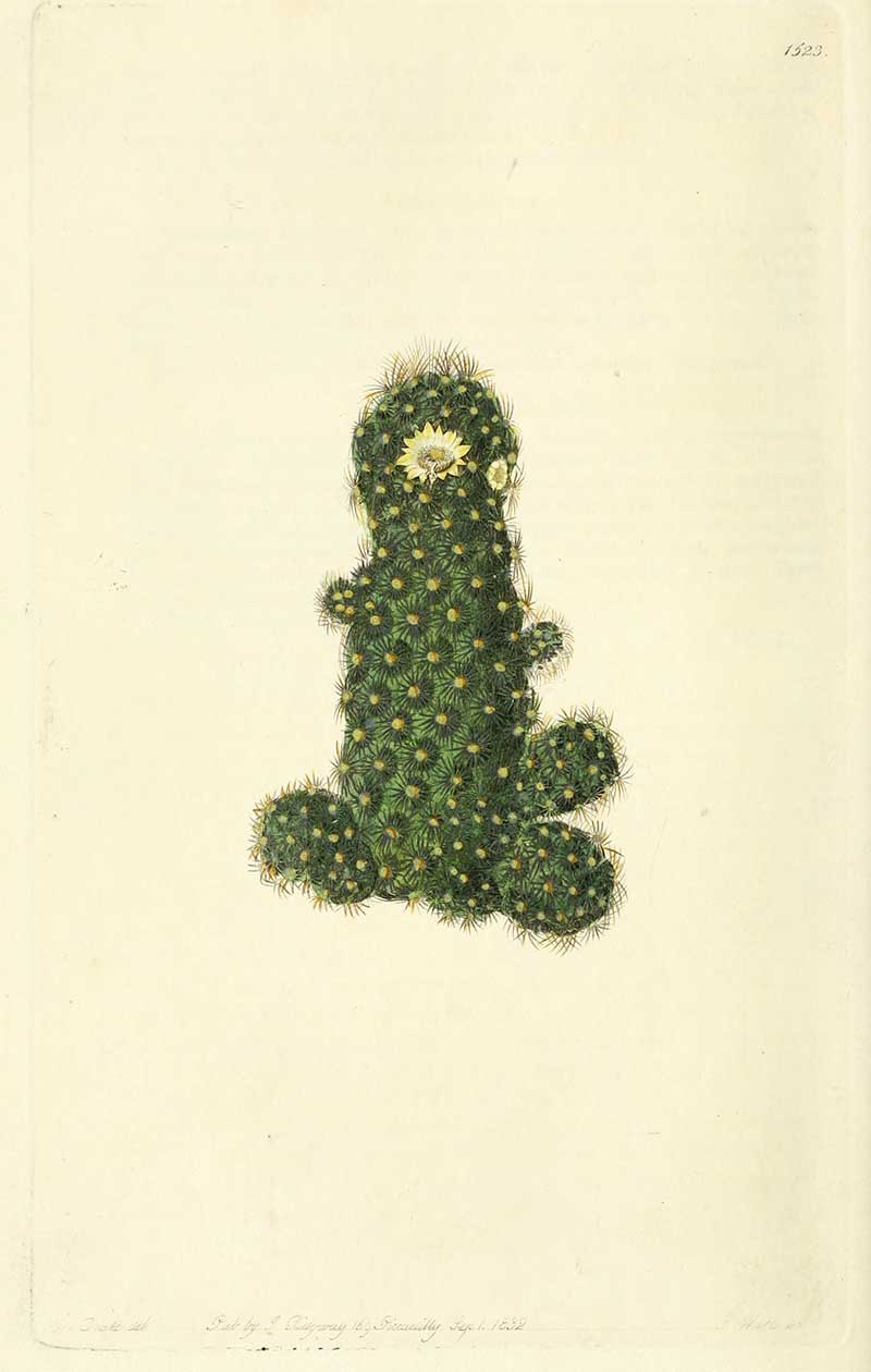 Cactus Mammilliaria Ternui Edwards Botanical Register