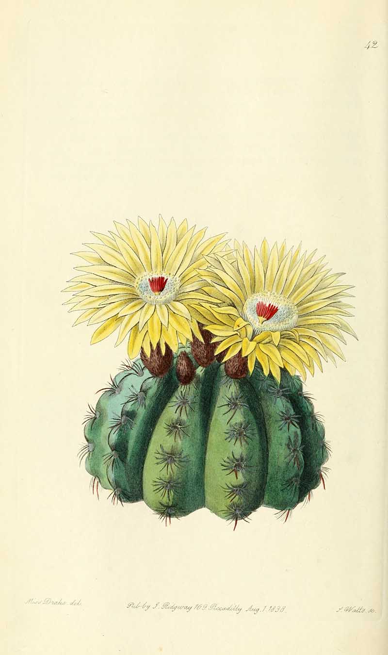 Echinocactus ottonis  Edwards Botanical Register