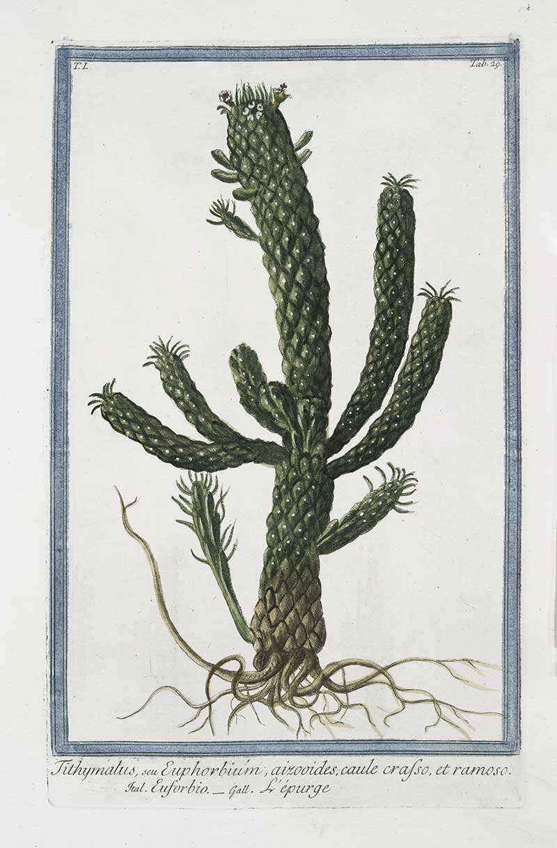 Euphorbia officinarum Hortus Romanus