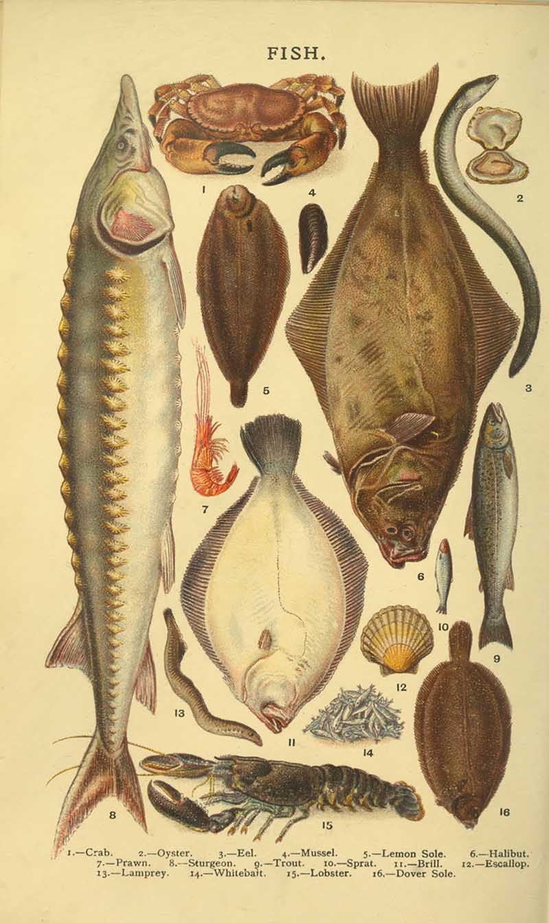 A selection of vintage food illustrations and images from the famous Mrs Beeton's Cookbook called The Book of Household Management. Many to choose from and all free to download and print. Visit the site to see them all.  Fishes and seafood