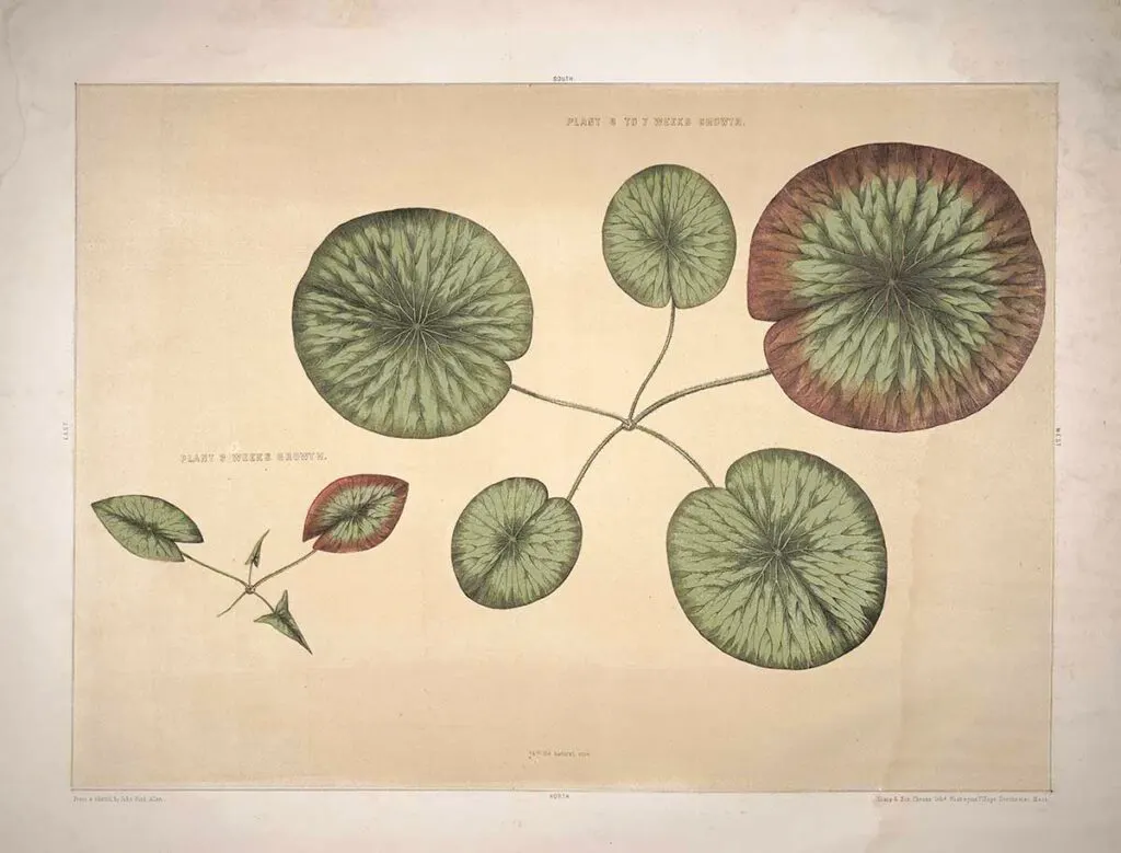 Giant waterlily leaves illustration