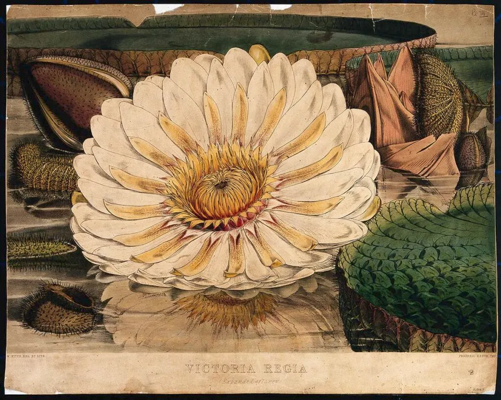 Giant water lily (Victoria amazonica): an expanded flower