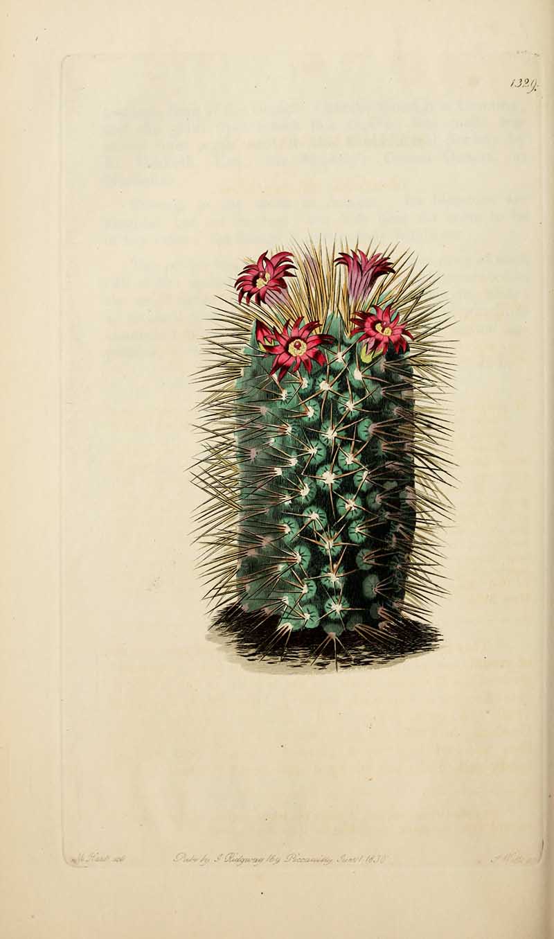 Mammillaria Cactus edwards Botanical