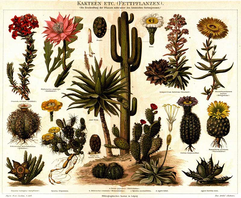 Various cactus from Meyers Konversations-Lexikon