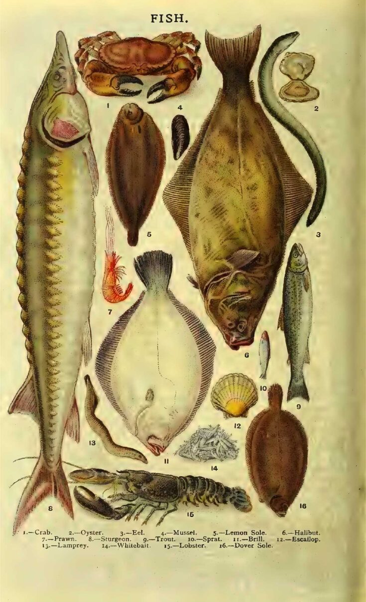 More varieties of fish