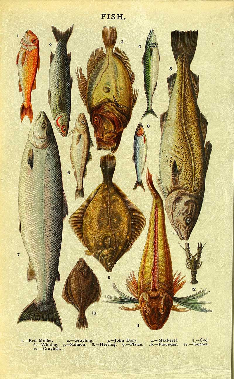 Mrs Beeton Fish Chart