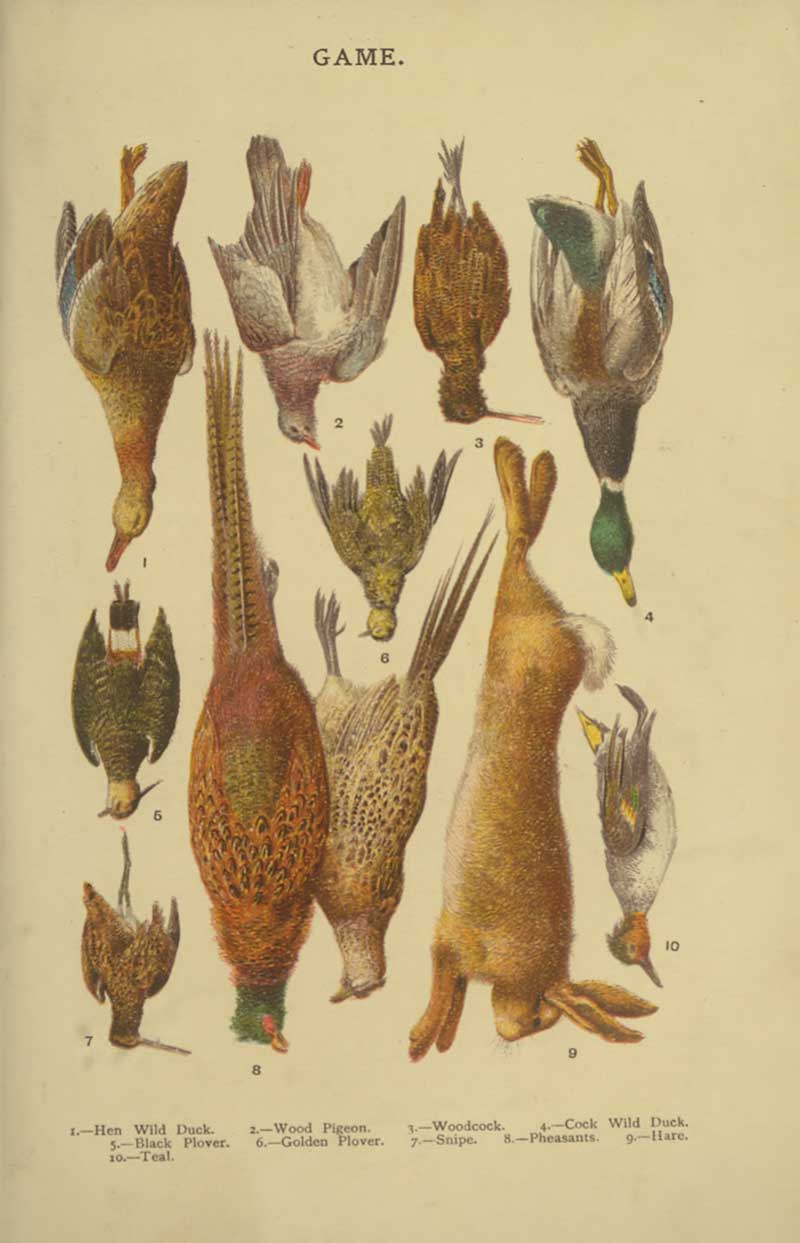 Mrs Beeton Game 2 identification chart