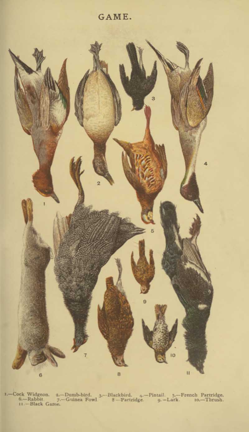 Mrs Beeton Game identification chart