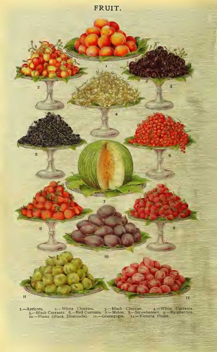 Fruits from Mrs Beeton's cookbook