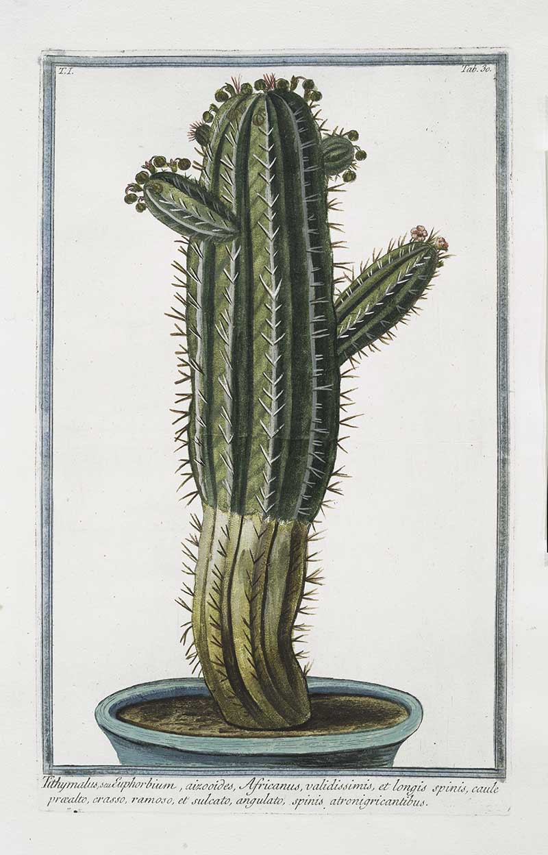 Tithymalus euphorbium Hortus Romanus