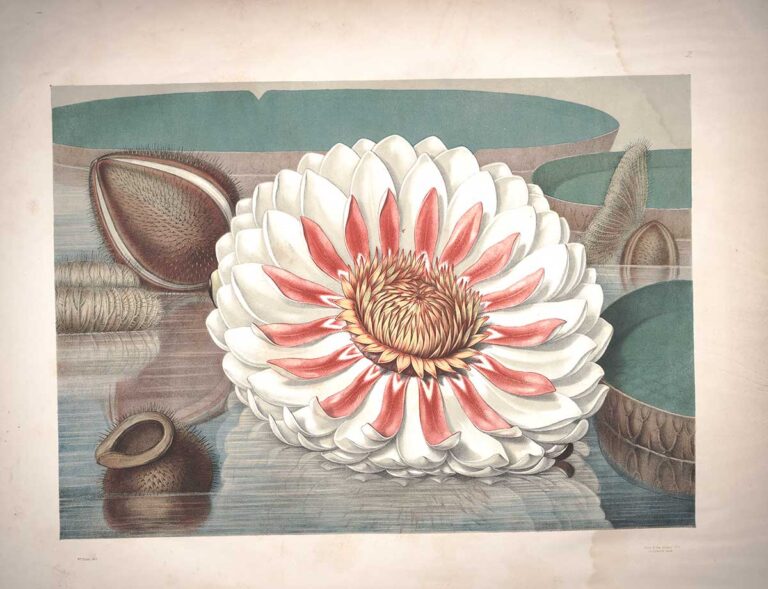 Victoria Amazonica Flower Head