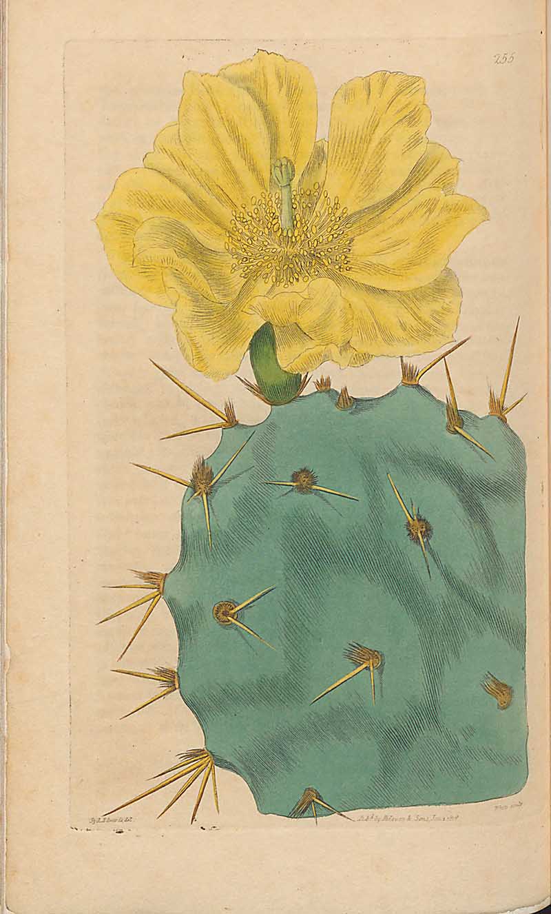 Prickly Pear Cactus Edwards Botanical Register
