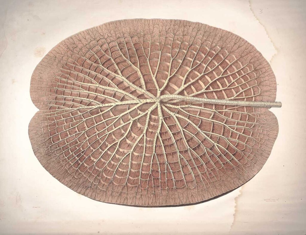Illustration of the underside of giant waterlily pad