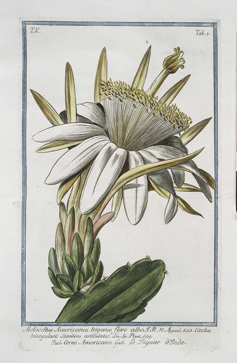 white flowering cactus by Giorgio Bonelli Hortus Romanus