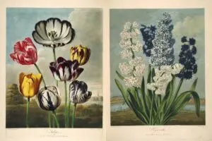 Temple of Flora Prints