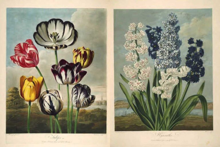 Temple of Flora Prints