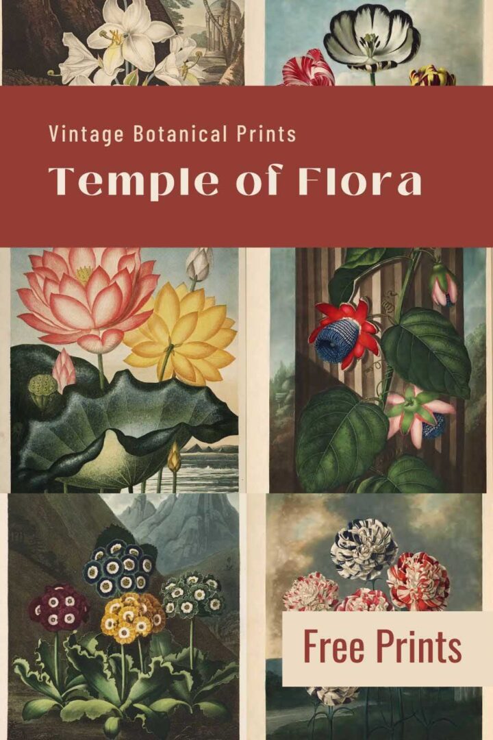 John Thornton Temple of Flora Prints Picture Box Blue