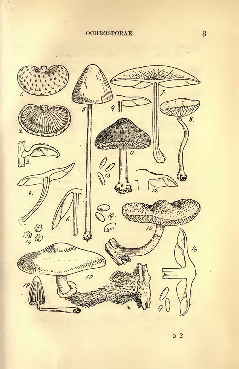 brown spored mushrooms