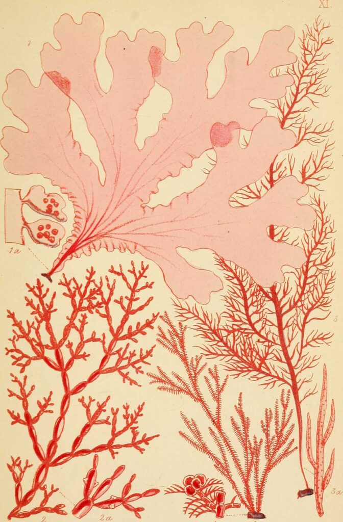 Red algae prints