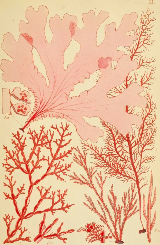 Red algae prints