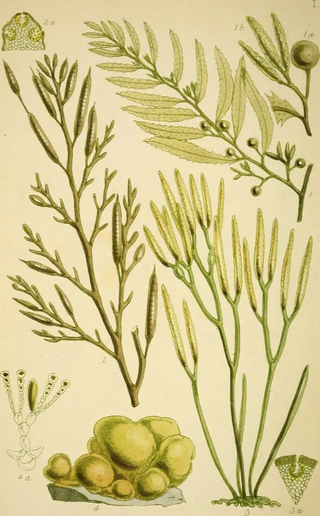 British seaweed plate 1