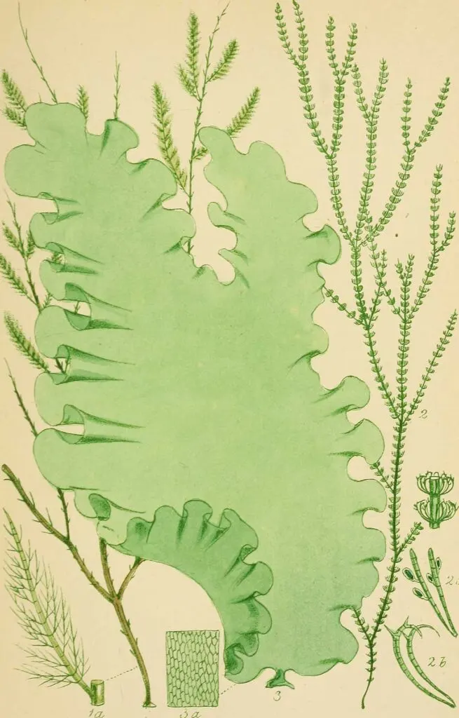 Plate 13 British seaweeds