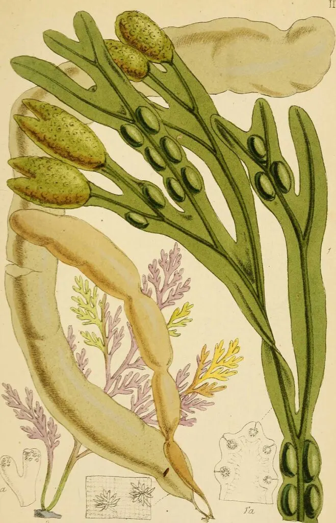 vintage seaweed print