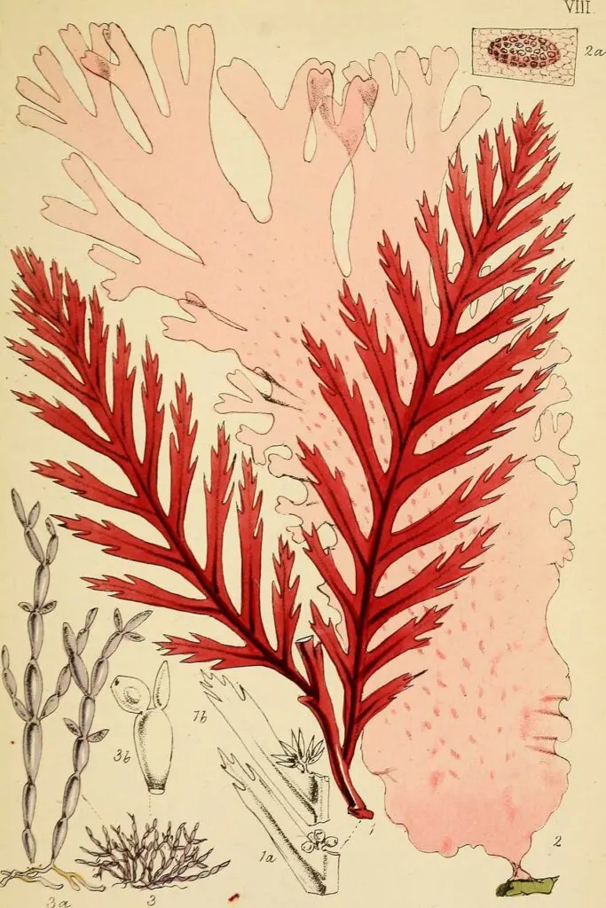 Plate 8 red seaweed prints
