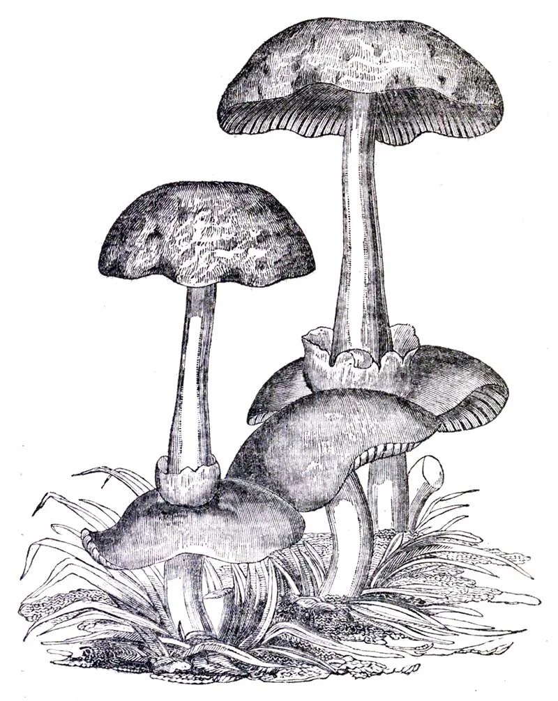 knapp mushrooms