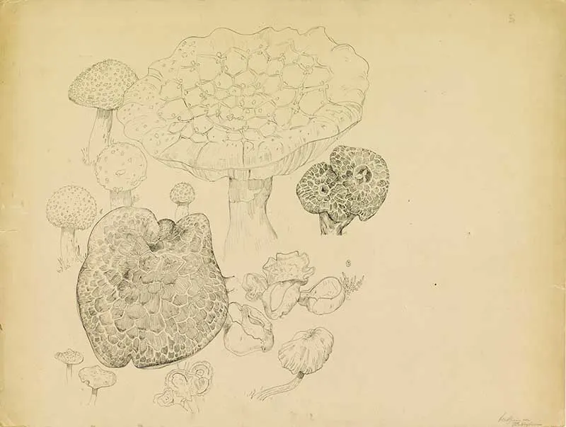 Mushrooms Theo van Hoytema
