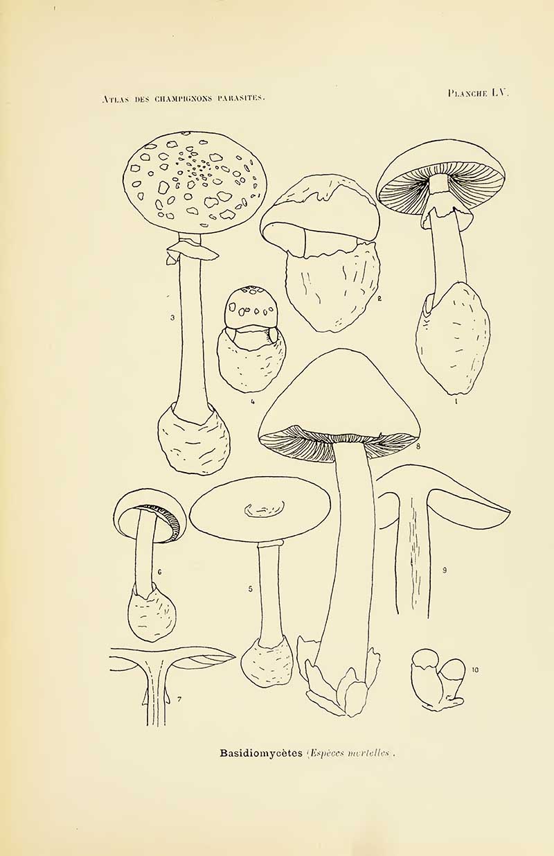 Coupon's Poisonous Mushroom drawingss