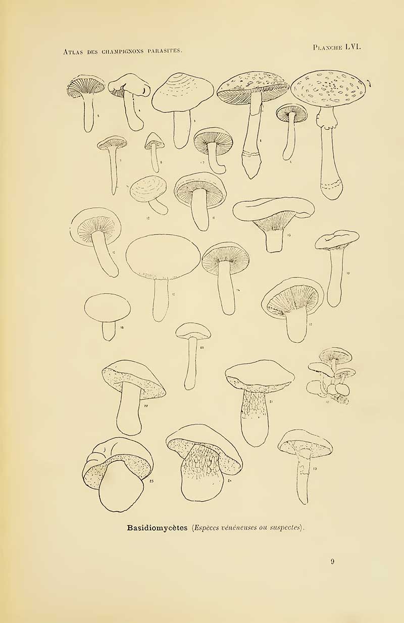 line drawing of dangerous mushrooms