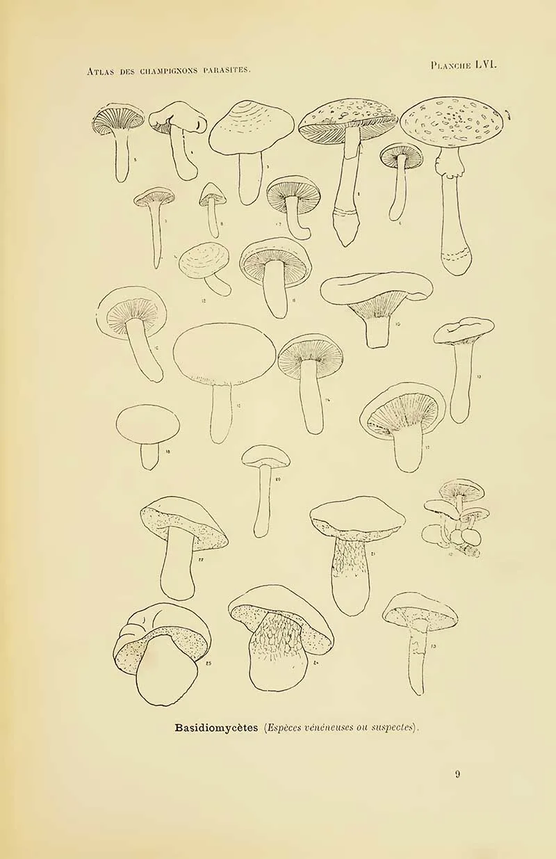 line drawing of dangerous mushrooms